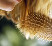 Quale spazzola e per quale utilizzo?